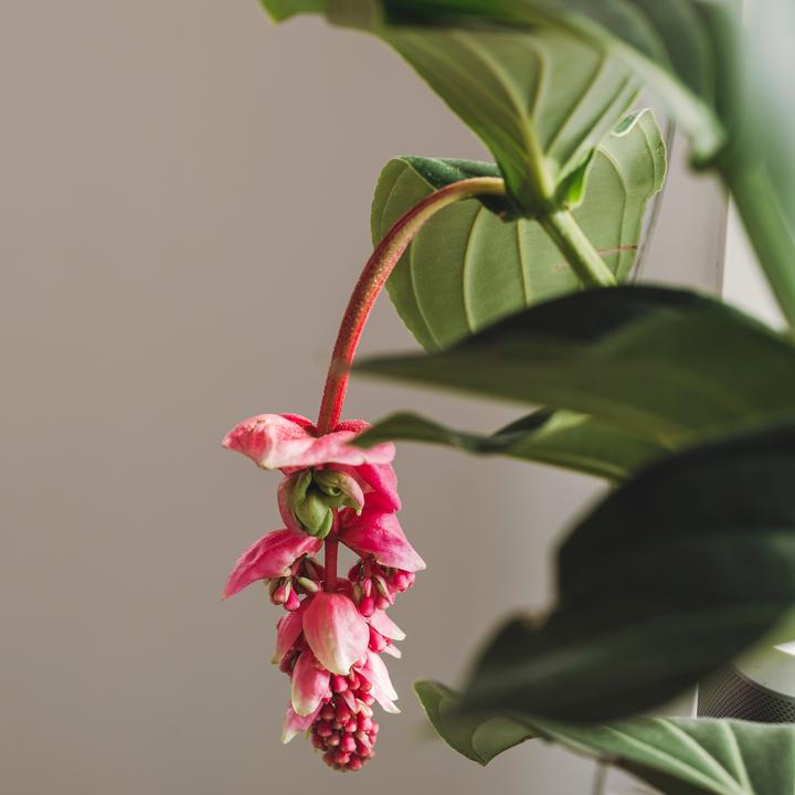 Produktbild Plant in a Box Medinilla magnifica - Rosenmedinilla (55 cm)