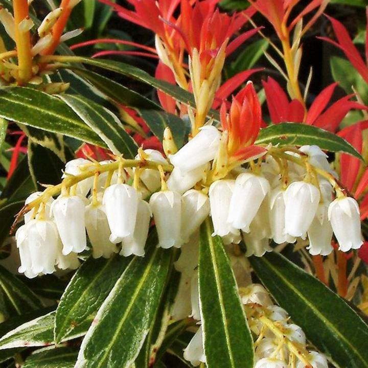 Produktbild Plant in a Box Pieris 'Forest Flame' - 2er Set Schattenglöckchen (25 cm)