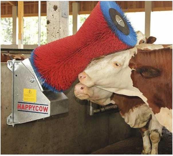 Produktbild Kerbl Ersatzbürste, komplett rot/blau, ab 2004 (Hund)
