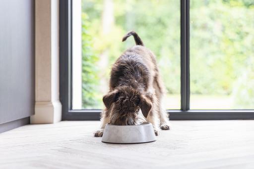 Actual product image Designed by Lotte Dog bowl Meis (0.16 l)