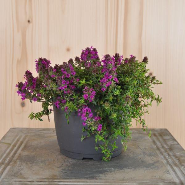 Produktbild Säntispracht 3 er Set, Der frühblühender Sand-Thymian - Thymus Purple Beauty (10 cm)
