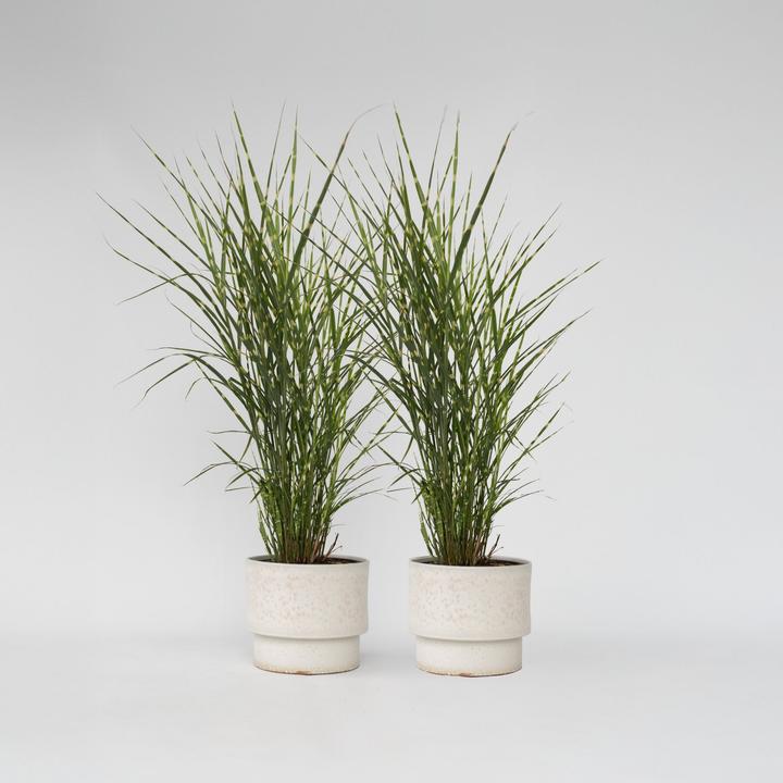 Image du produit Plant in a Box Miscanthus sinensis 'Zebrinus' - Lot de 2 graminées ornementales (20 cm)