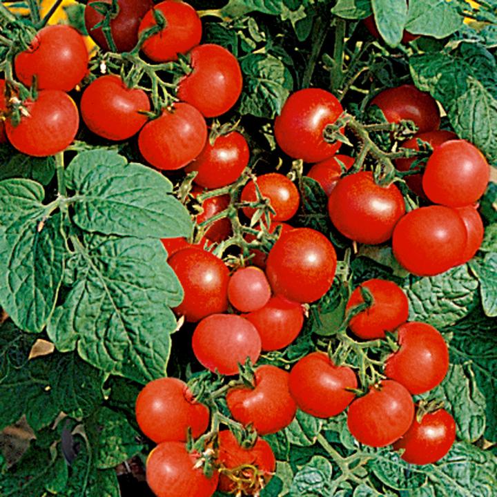 Actual product image Sativa Balcony tomato Bogus Fruchta KS (Seed bombs)