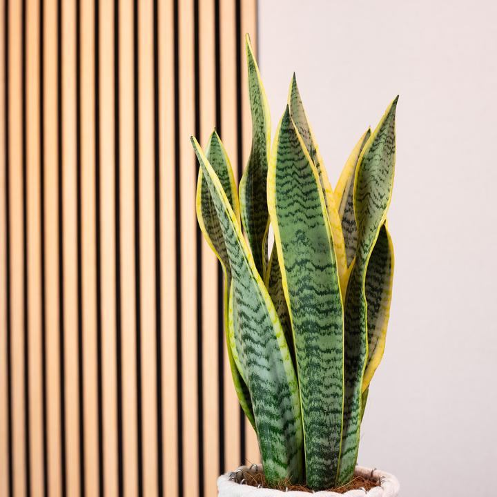 Immagine prodotto Flowerbox Canapa a fiocchi - Sansevieria trifasciata Laurentii (45 cm)