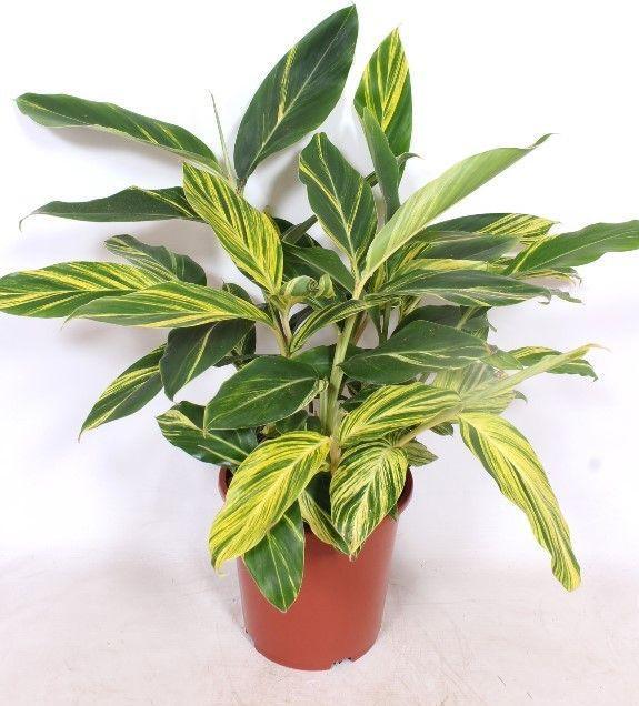 Produktbild Fresca-Plant Alpinia zerumbet 'Variegata' Topf 27cm Höhe 80cm (80 cm)
