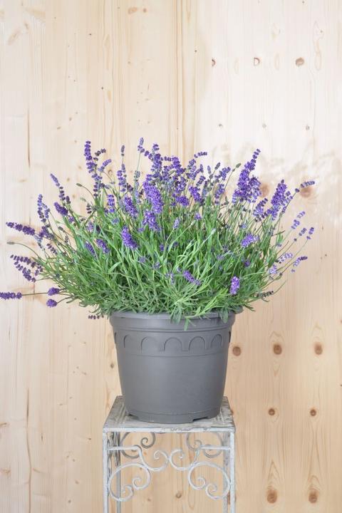 Produktbild Säntispracht Der mediterrane duft Lavendel - Lavendula (40 cm)