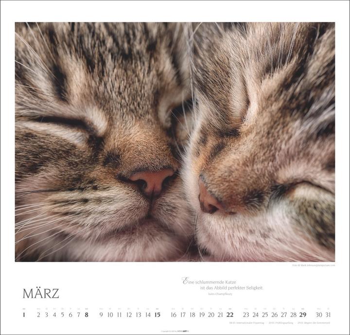 Produktbild Katzen - Diven auf Samtpfoten Kalender 2026 (48 x 46 cm, Deutsch, Englisch)