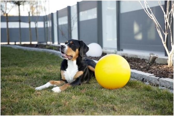 Produktbild Kerbl Hundespielball (Intelligenzspielzeug Hund)