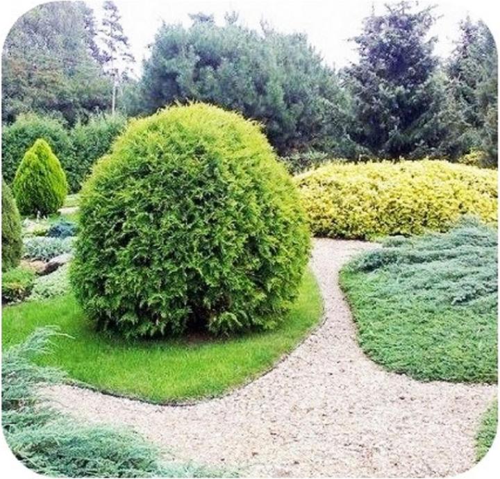 Immagine prodotto Green Split Nastro di plastica per la bordatura del prato 15 cm x 6 m (600 cm)