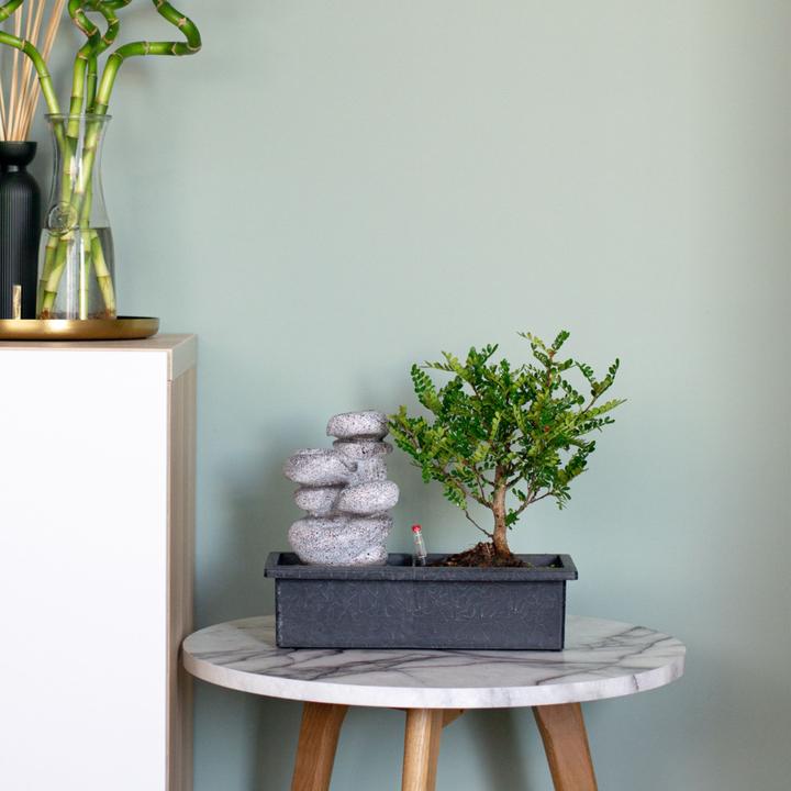Produktbild Plant in a Box Bonsai Ligustrum, Carmona, Ficus Retusa, Syzygium, Sageretia - Bonsai Wassersystem Steine (25 cm)