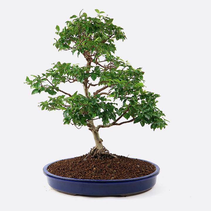 Bonsai.ch Syzygium Kirschmyrte (65 cm)