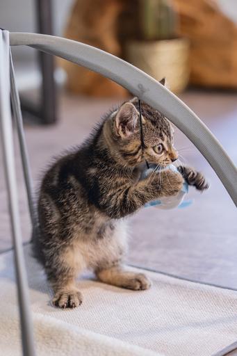 Produktbild Beeztees Bz Kitten Spielmatte Xabia Gra (Katzenminzespielzeug)