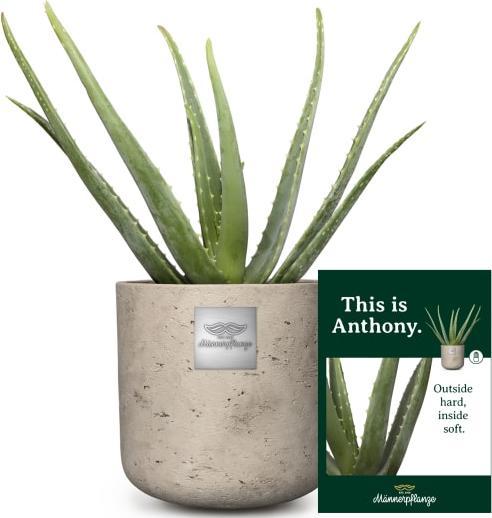 Actual product image Männerpflanze This is Anthony (Aloe vera) (45 cm)