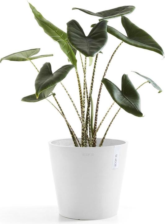Produktbild Ecopots Amsterdam (26.30 cm)
