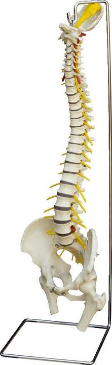 Immagine prodotto Rüdiger Scheletro della colonna vertebrale con ernia del disco