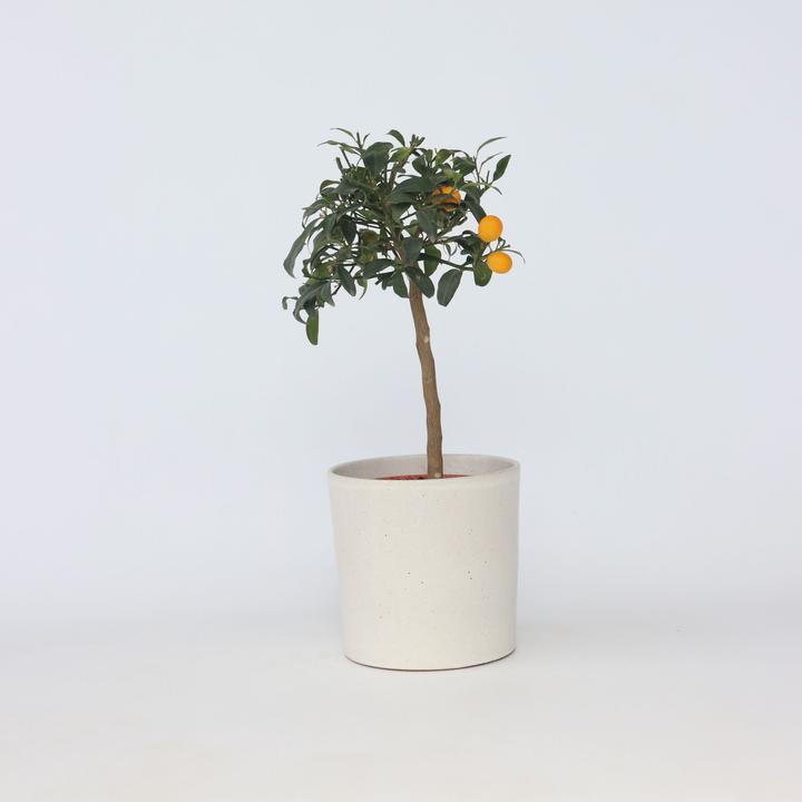 Produktbild Plant in a Box Citrus microcarpa fortunella Kumquat (60 cm)