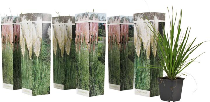 Produktbild Plant in a Box Cortaderia selloana - 6er Set Pampasgräser (25 cm)