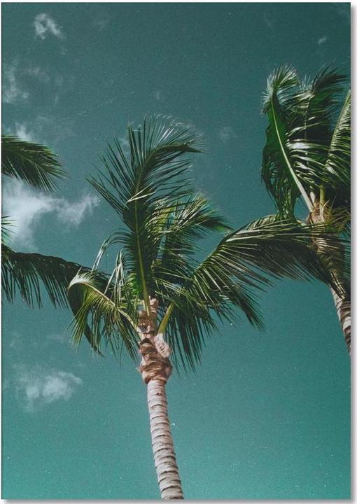 Image du produit Juniqe Tropical Palms - Palmiers (A5, À rayures)