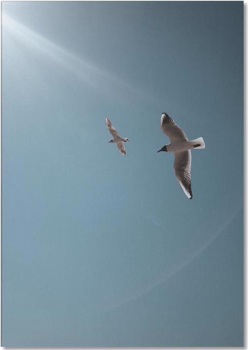 Actual product image Juniqe Seagulls VI - Seagulls (A5, Plain)