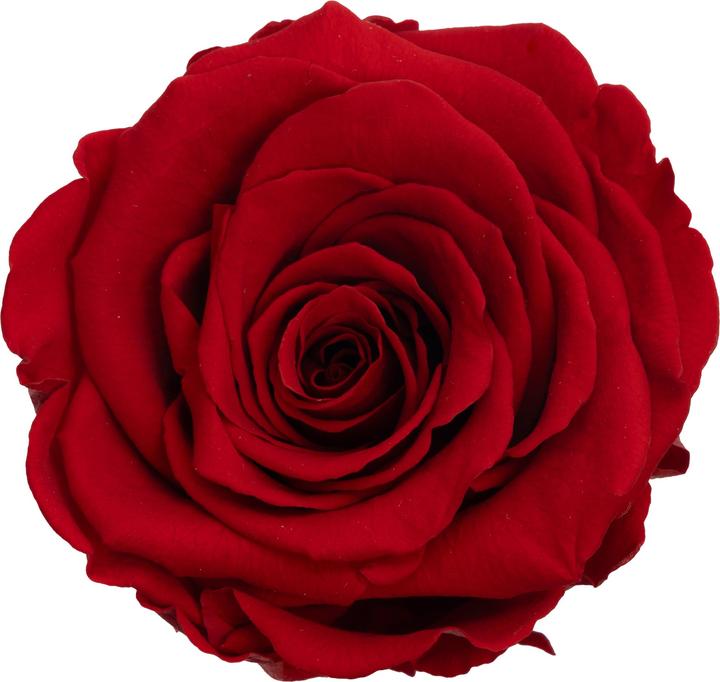 Actual product image Migros Ostschweiz Premium stem rose (stabilised rose) (Infinity Flowers)