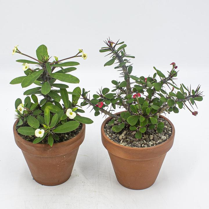 Produktbild Kakteen Gautschi Euphorbia milii Set (25 cm)