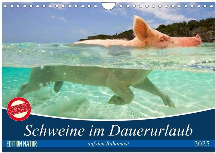 Produktbild Schweine im Dauerurlaub auf den Bahamas! (Wandkalender 2025 DIN A4 quer), Monatskalender (A4, Deutsch)