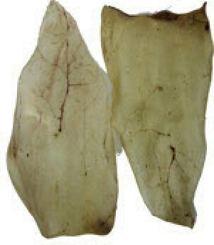 Produktbild Kyli Rinderohren (Adult, 50 Stk., 1260 g)