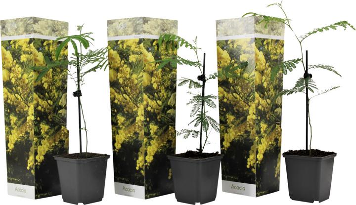 Produktbild Plant in a Box Acacia dealbata Mimosa - Mimosen 3er Set (40 cm)