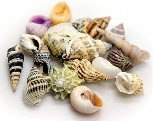 Produktbild Hobby Aquariumdekoration Schneckenhäuser Sea Shells Set M 10 Stück (sonstige Gegenstände)