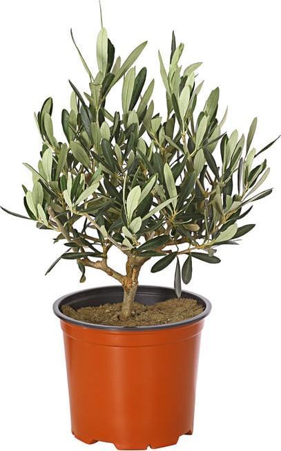 Plantlovers Olea Europaea (Olivenbaum) (35 cm, Freshly repotted)
