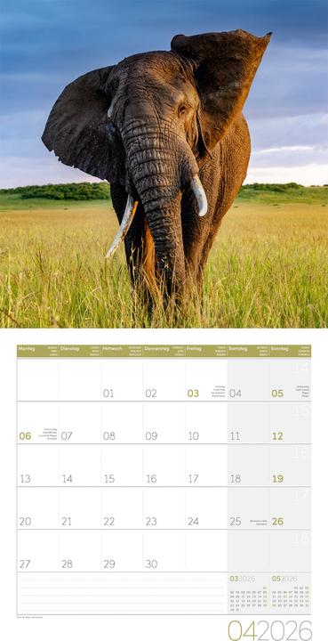 Actual product image Elefanten Kalender 2026 - 30x30 (30 x 30 cm, Hardcover, German, French, Italian, English)