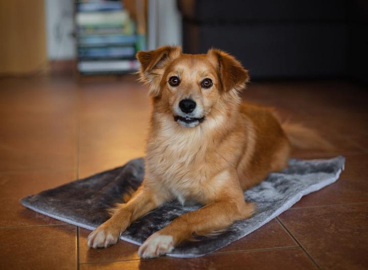 Produktbild Deek Pets Thermo Mat (Hund)