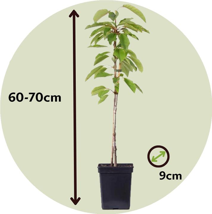 Image du produit Plant in a Box Malus 'Braeburn', 'Golden Delicious', 'Malus Gala' - Mélange de 3 arbres fruitiers (60 cm)