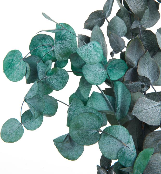 Immagine prodotto VBS Eucalyptus Cinerea preparato, circa 50 g, L circa 30 - 65 cm