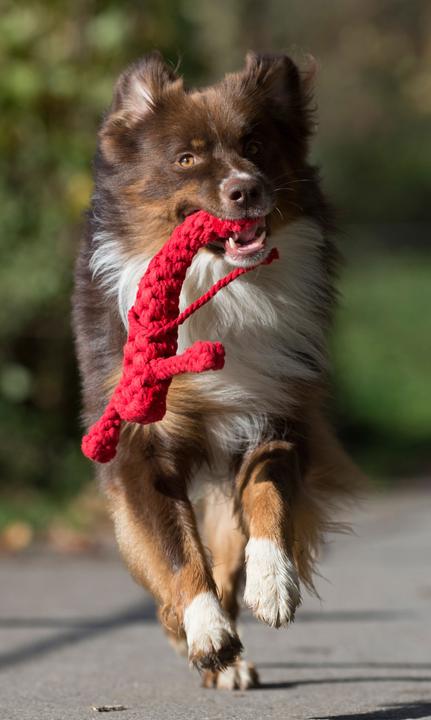 Immagine prodotto Laboni Hugo Hummer (Reperimento, Gioco da masticare per cani, Cucciolata di cane giocattolo)