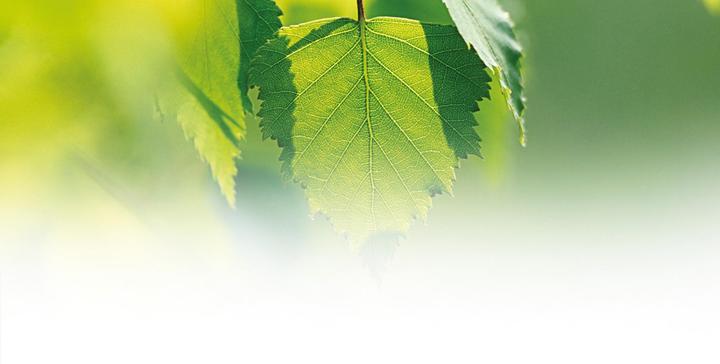 Image du produit Weleda Birch (150 ml)
