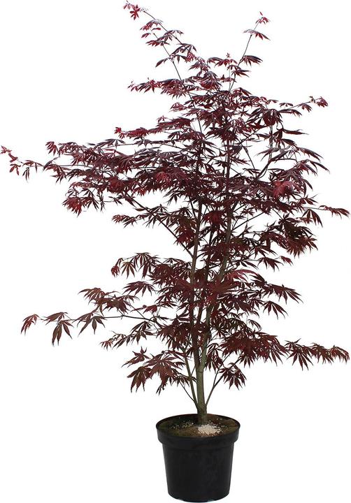 Produktbild Zulauf Japanischer Fächer-Ahorn / Acer palmatum 'Trompenburg' (80 cm)