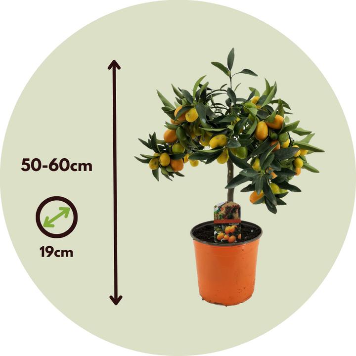 Produktbild Plant in a Box Citrus microcarpa fortunella Kumquat (60 cm)
