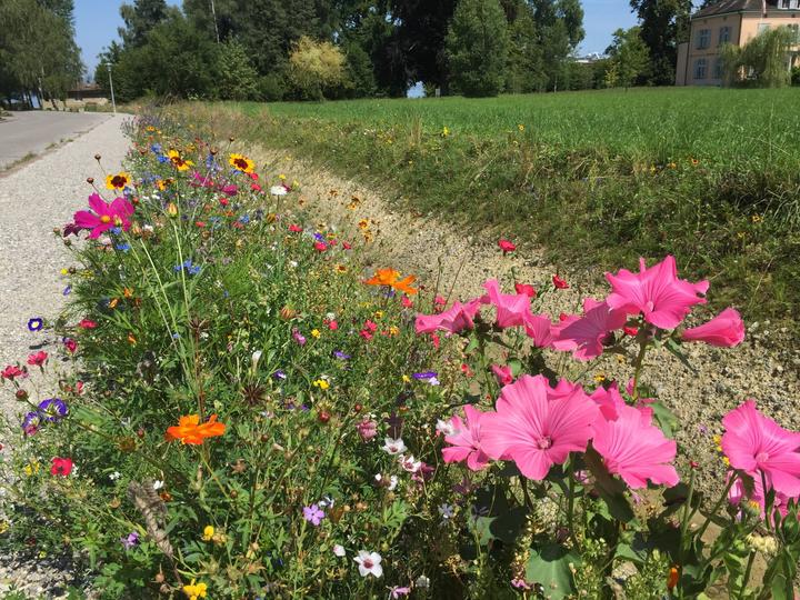 Produktbild Ökohum Bodensee Blütentraum Augenweide (Blumensamen)