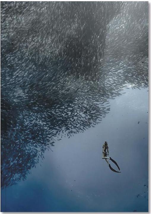 Produktbild Juniqe Diving Deep @Niccolo Stevens - Fische (A4, Blanko)