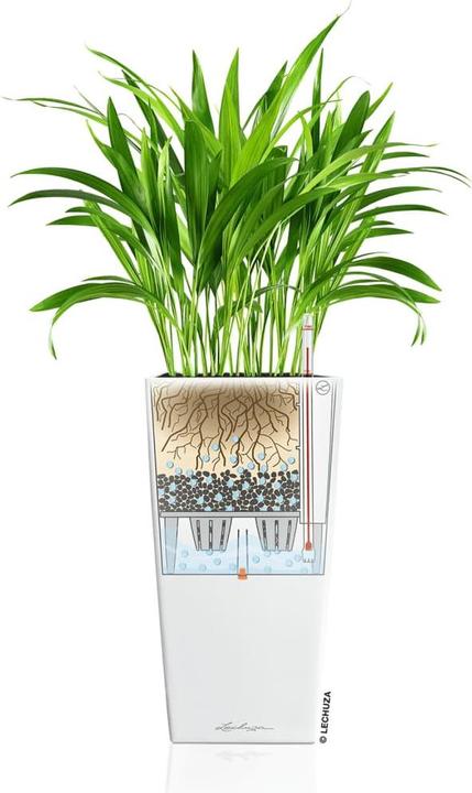 Actual product image Lechuza Cubico (22 cm)