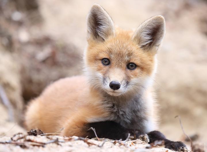 Actual product image Nathan Puzzle 500 pieces Wild Life Collection - Little Fox (500 pieces)
