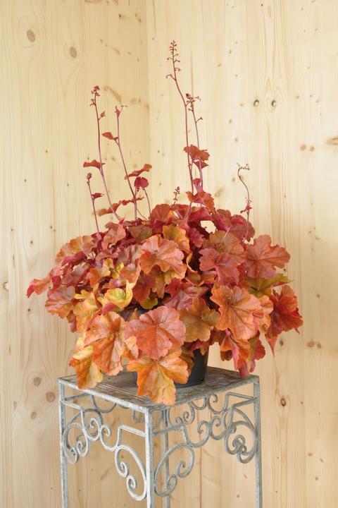 Produktbild Säntispracht Ein herbstblühendes Purpurglöckchen - Heuchera x brizoides 'Timeless Orange' (40 cm)