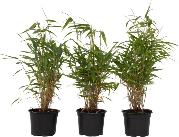 Plant in a Box Fargesia rufa - 3er Set Schirmbambus (40 cm)