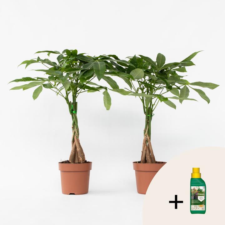 Actual product image Plant in a Box Pachira aquatica - set of 2 money tree (60 cm)