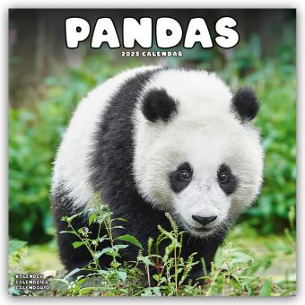 Produktbild Pandas - Pandabären 2025 - 16-Monatskalender (305 x 305 mm, Deutsch)