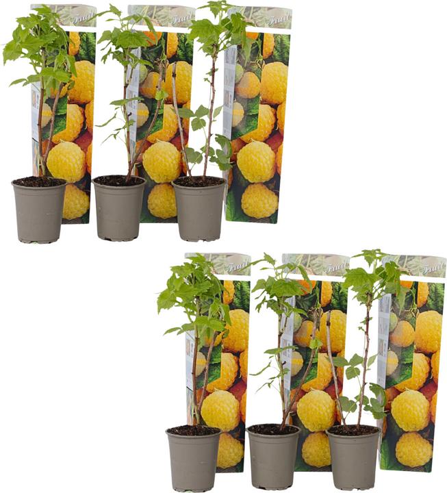 Actual product image Plant in a Box Rubus idaeus 'Fallgold' - set of 6 raspberry plants (25 cm)