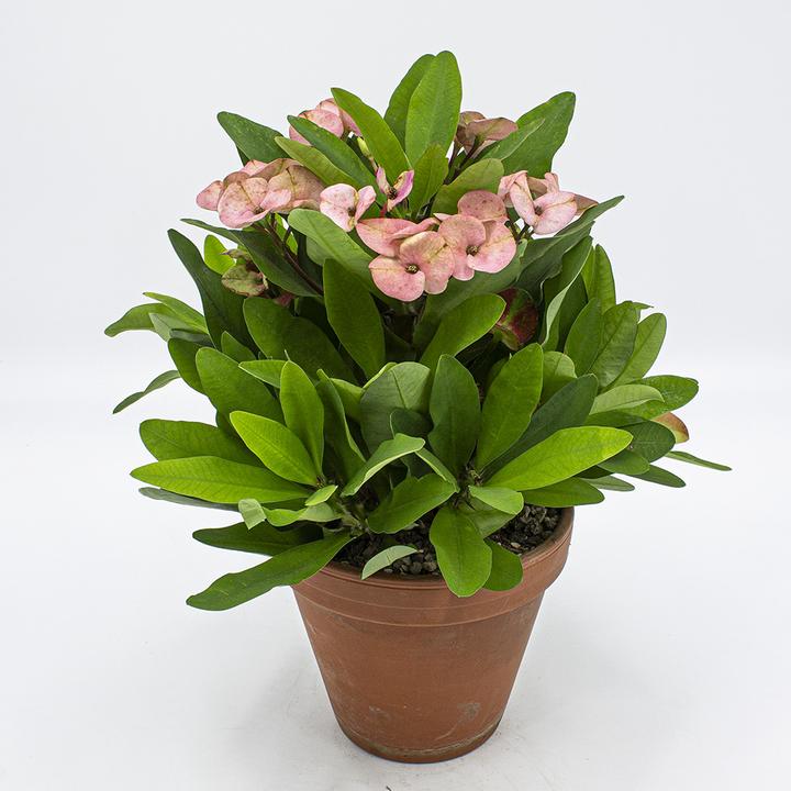 Immagine prodotto Kakteen Gautschi Euphorbia millii rosa (35 cm)