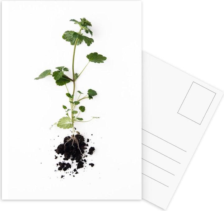 Image du produit Juniqe Root - Feuilles & Plantes (5 pcs)