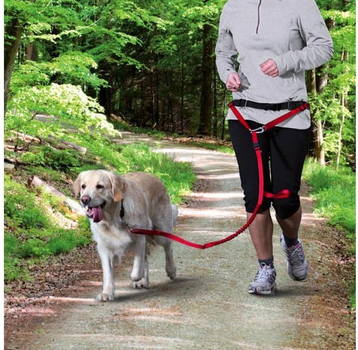 Produktbild Trixie Bauchgurt mit Leine (M, L, Hund, Jogging)